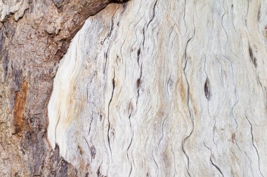 Eski doğal ahşap arka plan 