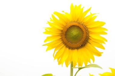 Beyaz arkaplanda izole edilmiş ayçiçeği