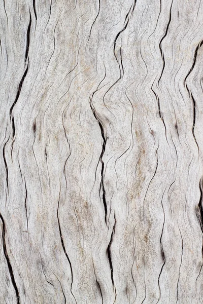 Старое Натуральное Дерево — стоковое фото