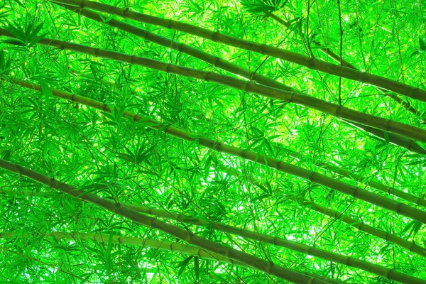 Árvores Bambu Perto Fundo Natural — Fotografia de Stock