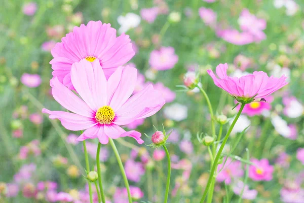 güzel pembe çiçek çiçeklenme