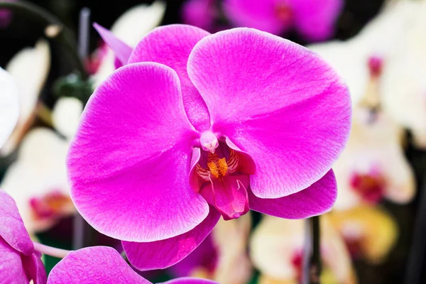 Orquídeas Púrpuras Jardín — Foto de Stock