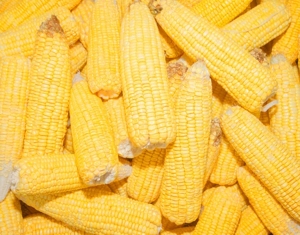 Sarı mısır, yakın plan, doğal arka plan.