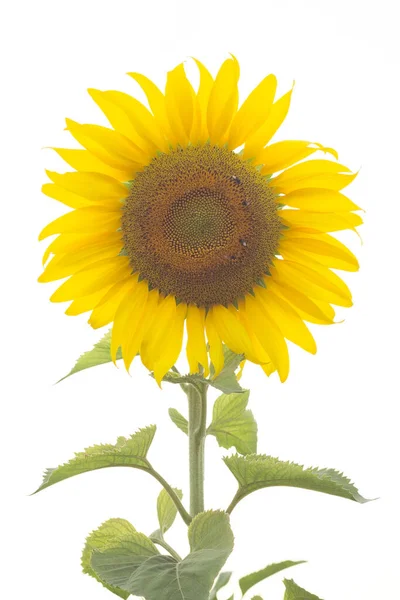 Sunflower Field Yellow Background Nature Stock Picture