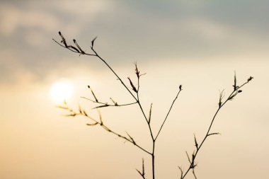 Hay Akşam Güneşi arkaplanı.