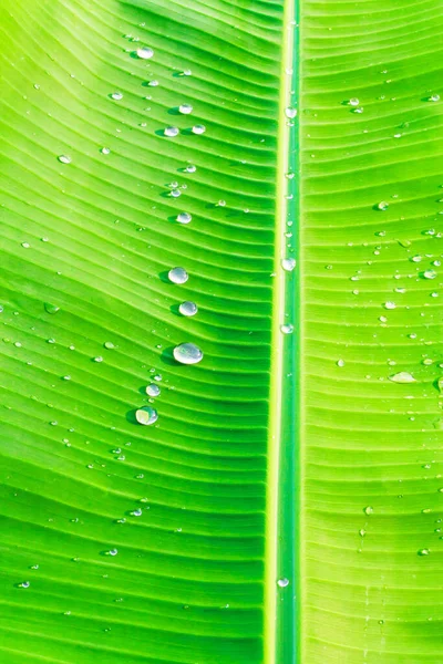 Krople Wody Liściu Banan Zielony — Zdjęcie stockowe
