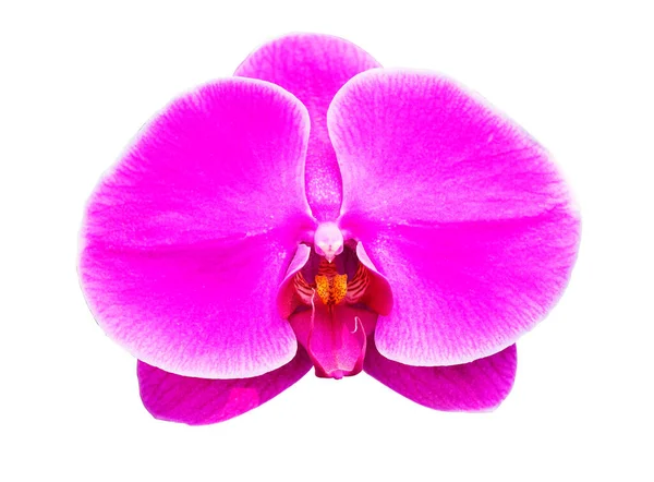 Orquídeas Púrpuras Aisladas Fondo Blanco — Foto de Stock