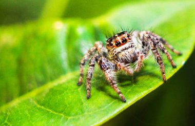Örümcekler, yeşil yaprağın üzerinde....
