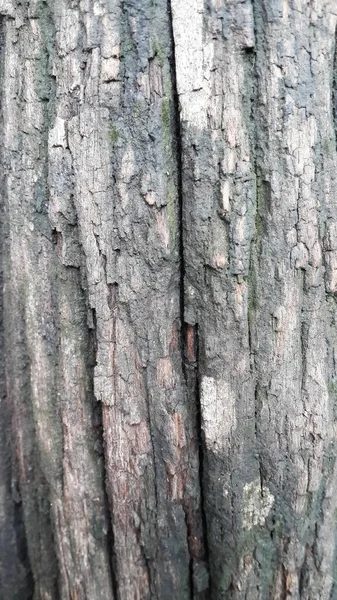 Albero Naturale Corteccia Sfondo — Foto Stock