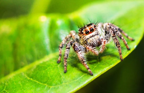 Örümcekler, yeşil yaprağın üzerinde....