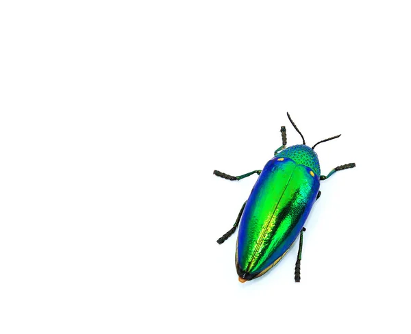 Insekt Vingar Gröna Färger Isolerad Vit Bakgrund — Stockfoto