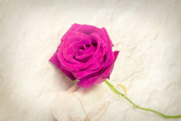 Rosas Vermelhas Fundo Branco Isolado Dia Dos Namorados Presente Amor — Fotografia de Stock