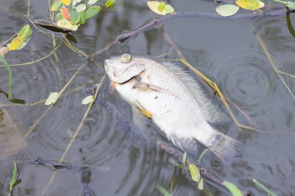 Dead Fish Fly Water Bad Environment — Stock Photo, Image