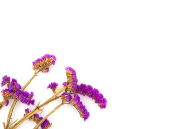 Kurumuş çiçekler, beyaz arkaplan