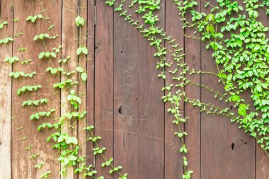 Old wooden wall with green creeper plant