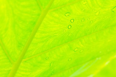 Cocoyam leaf green texture background. 
