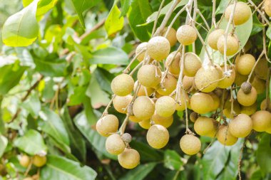 Tayland 'daki bahçede olgun bir Longan
