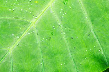 Cocoyam yaprağı yeşil arkaplan dokusu.