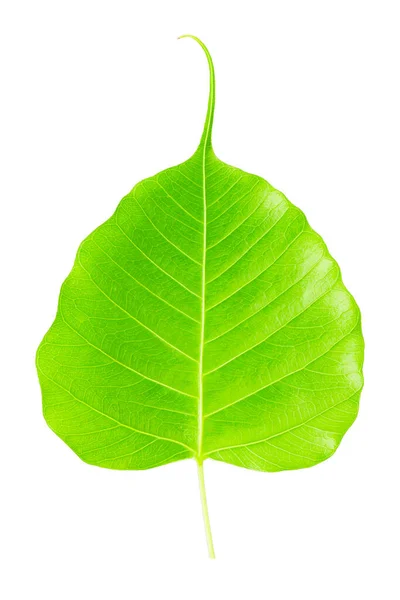 Leaf Isolated White Background — Stock fotografie