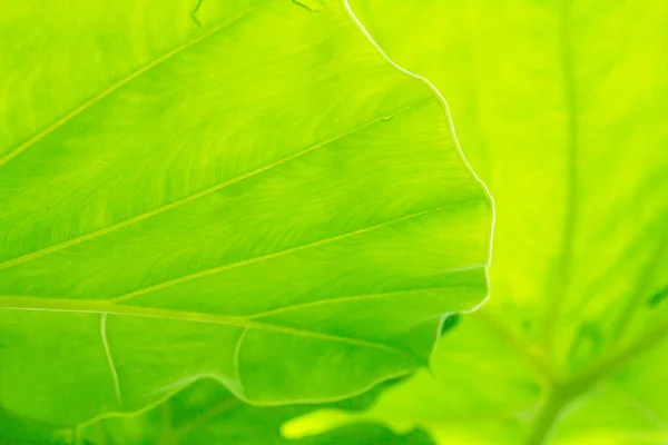 Cocoyam Leaf Green Background Texture — Stock Photo, Image