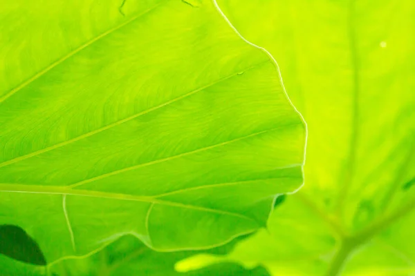 Cocoyam Leaf Green Background Texture — Fotografia de Stock