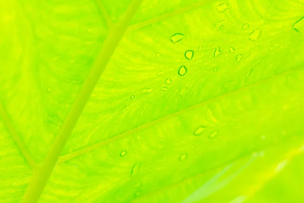 Cocoyam Folha Verde Textura Fundo — Fotografia de Stock