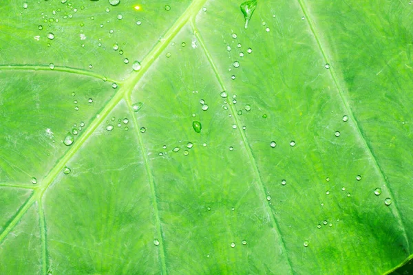 Cocoyam yaprağı yeşil arkaplan dokusu.