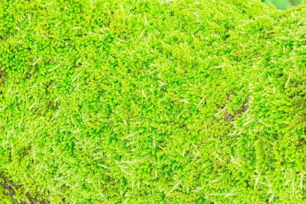 Green Moss Natural Background — Stock Photo, Image