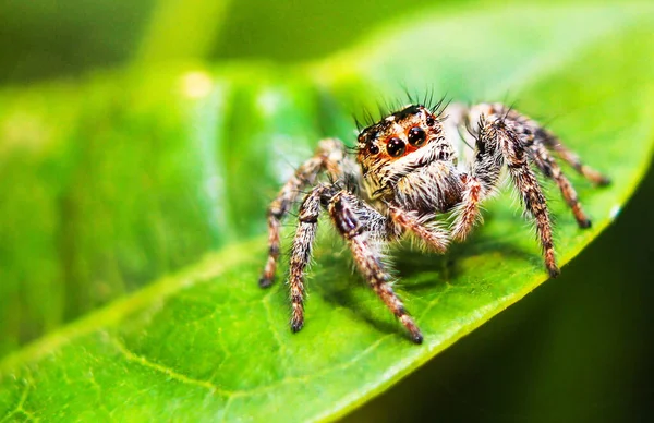 Örümcekler, yeşil yaprağın üzerinde, yakın bulanık arkaplan.