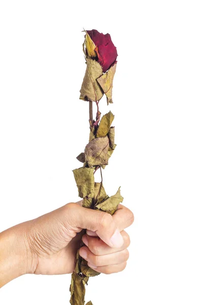 Handle Dry Roses Isolated White Background — Fotografia de Stock