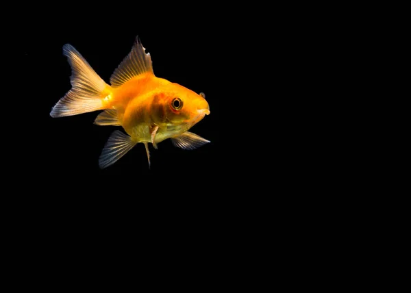 Абстрактний Фон Руху Золотої Риби — стокове фото