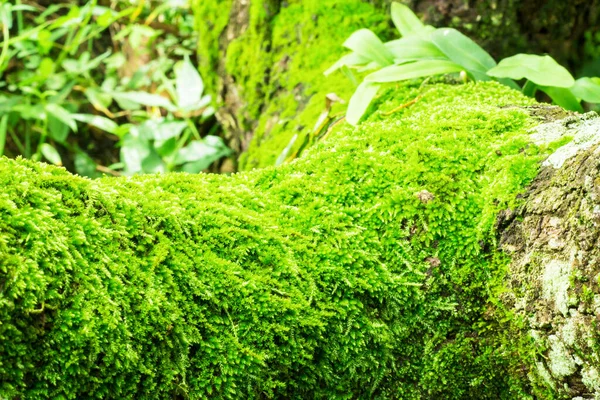 Moss Tree Texture Nature Abstract Background — Fotografia de Stock