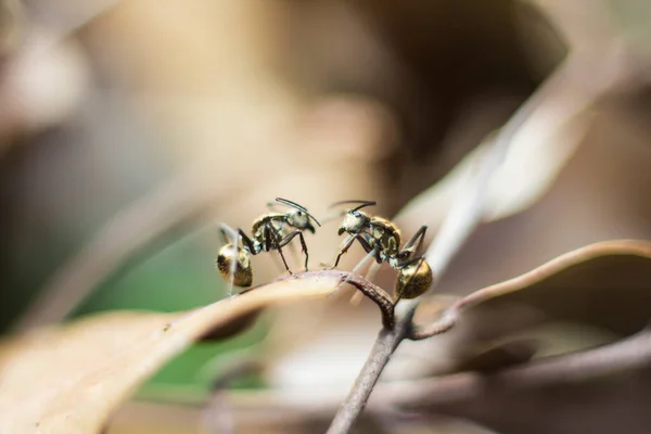 Two abstract blur ants