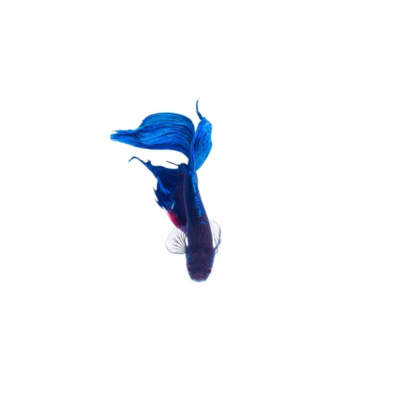 Μεγεθοσ Καταπολέμηση Των Ψαριών Μπλε Μαυρίλα Μεμονωμένο Λευκό Φόντο — Φωτογραφία Αρχείου