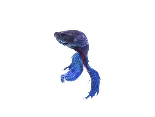 Siamese Fighting Fish Mit Schwärze Isolierter Weißer Hintergrund — Stockfoto