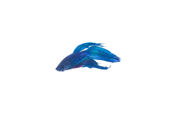 Siamese Fighting Fish Isolated White Background — Stockfoto