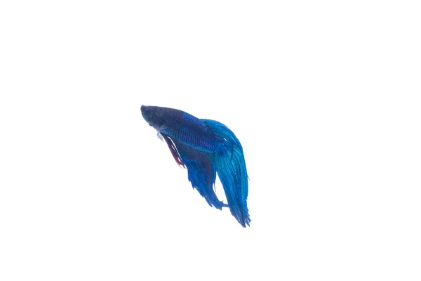 Siamese Fighting Fish Blackness Isolated White Background — стокове фото