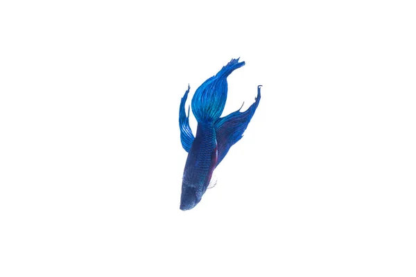 Siamese Fighting Fish Isolated White Background — стокове фото