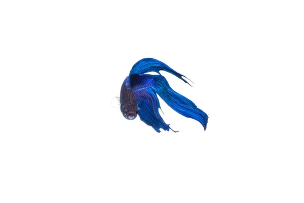 Siamese Fighting Fish Blackness Isolated White Background — стокове фото