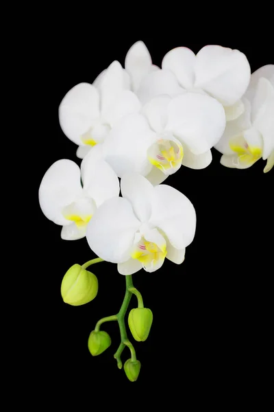 Orquídea Blanca Sobre Fondo Negro — Foto de Stock