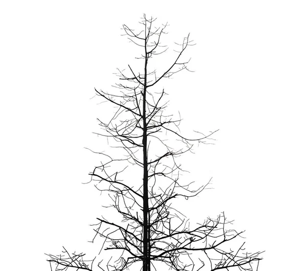 Twigs Black Isolated White Background — Stock fotografie