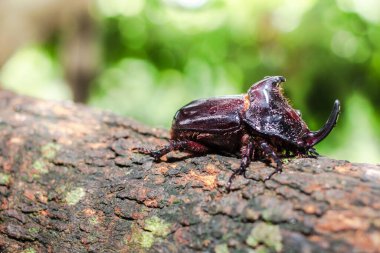 Dynastinae ya da dallardaki gergedan böcekleri..