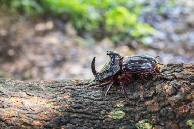 Dynastinae ya da dallardaki gergedan böcekleri..