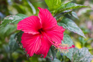 Bahçe arka planında kırmızı chaba çiçeği.