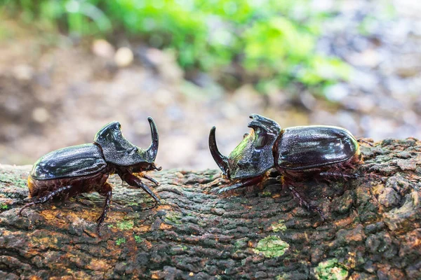 Dynastinae Noshörningsskalbagge Eller Två Grenar — Stockfoto