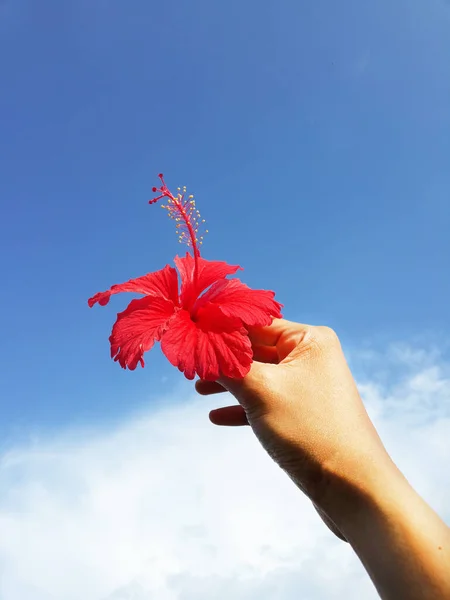 Chaba Fiore Maniglia Rosso Blu Cielo Naturale Sfondo — Foto Stock