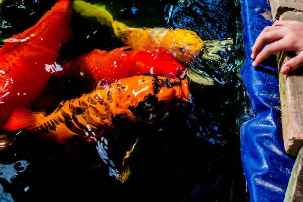 Koi Fish Multiple Moving Motion Blur Dark Water — Stockfoto