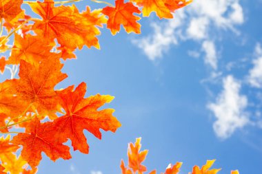 Kırmızı akçaağaç yaprakları