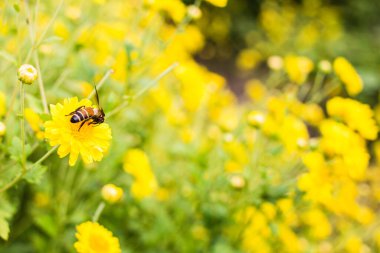 Kasımpatılardan arı yiyen nektar..
