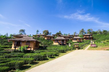 Çay çiftlikleri arasında tatil yeri, Ban Rak Thai 'de güzel, Mae Hong Son Eyaleti, Tayland.